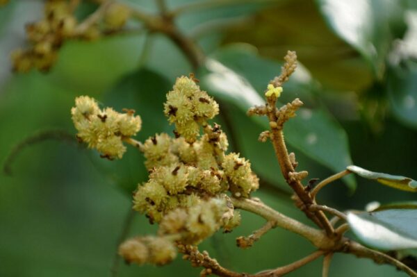 Mallotus tetracoccus / Rottlera ferruginea - Rusty Kamala - Image 9