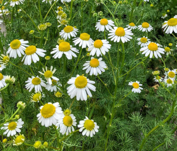 Matricaria recutita - German Chamomile - Image 9