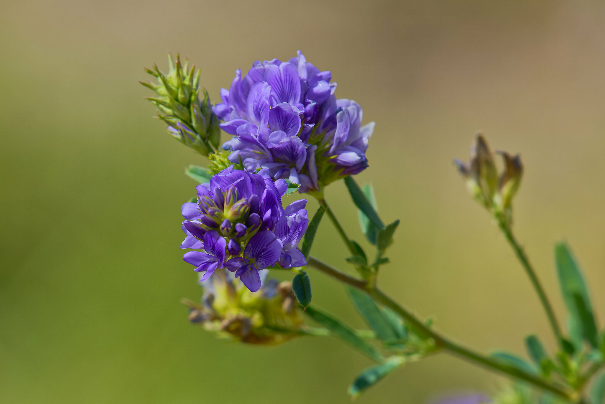 Medicago sativa - Lucerne and alfalfa - Image 2