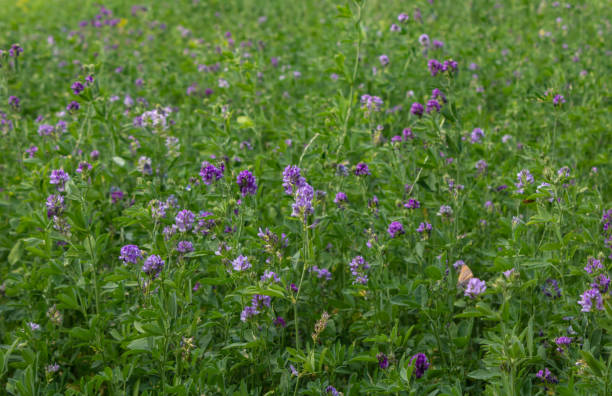Medicago sativa - Lucerne and alfalfa - Image 3