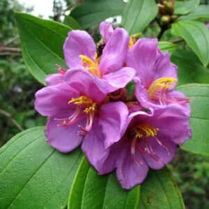 Melastoma malabathricum - Blue Tongue, Malabar Melastome, Indian rhododendron