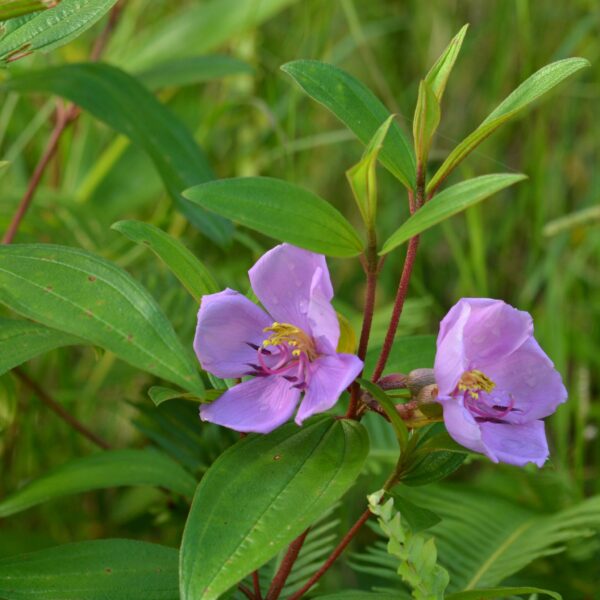 Melastoma malabathricum - Blue Tongue, Malabar Melastome, Indian rhododendron - Image 9