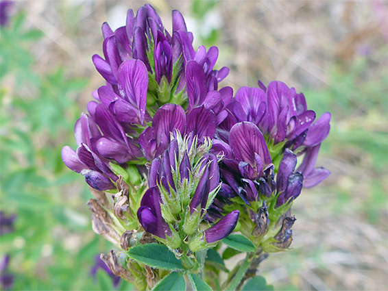 Medicago sativa - Lucerne and alfalfa