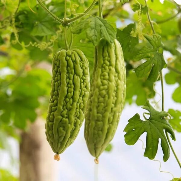 Momordica charantia 'Green' - Bitter Melon - Image 2