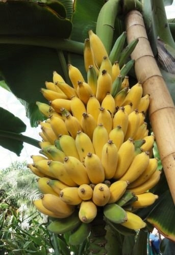 Musa balbisiana var. balbisiana - Sweet Banana - Image 3
