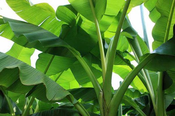 Musa ochracea - Crêpe Banana - Image 4