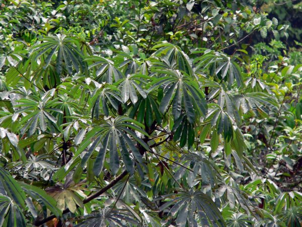 Musanga cecropioides - Corkwood Tree, Umbrella Tree, Urticaceae Tree, African Corkwood Tree - Image 5