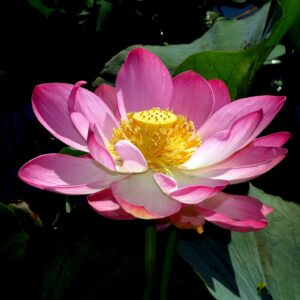 Nelumbo nucifera 'Pink' / Nelumbium speciosum / Nelumbo komarovii / Nymphaea nelumbo - Indian Lotus, Sacred Lotus, Lotus