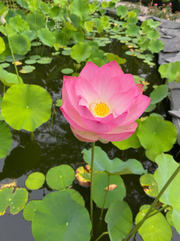 Nelumbo nucifera 'Pink' / Nelumbium speciosum / Nelumbo komarovii / Nymphaea nelumbo - Indian Lotus, Sacred Lotus, Lotus - Image 3
