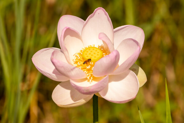Nelumbo nucifera 'Pink' / Nelumbium speciosum / Nelumbo komarovii / Nymphaea nelumbo - Indian Lotus, Sacred Lotus, Lotus - Image 4