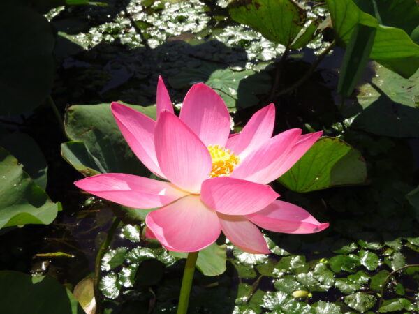 Nelumbo nucifera 'Pink' / Nelumbium speciosum / Nelumbo komarovii / Nymphaea nelumbo - Indian Lotus, Sacred Lotus, Lotus - Image 6