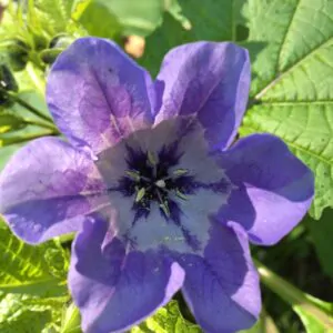 Nicandra physalodes - Apple of Peru, Shoofly Plant