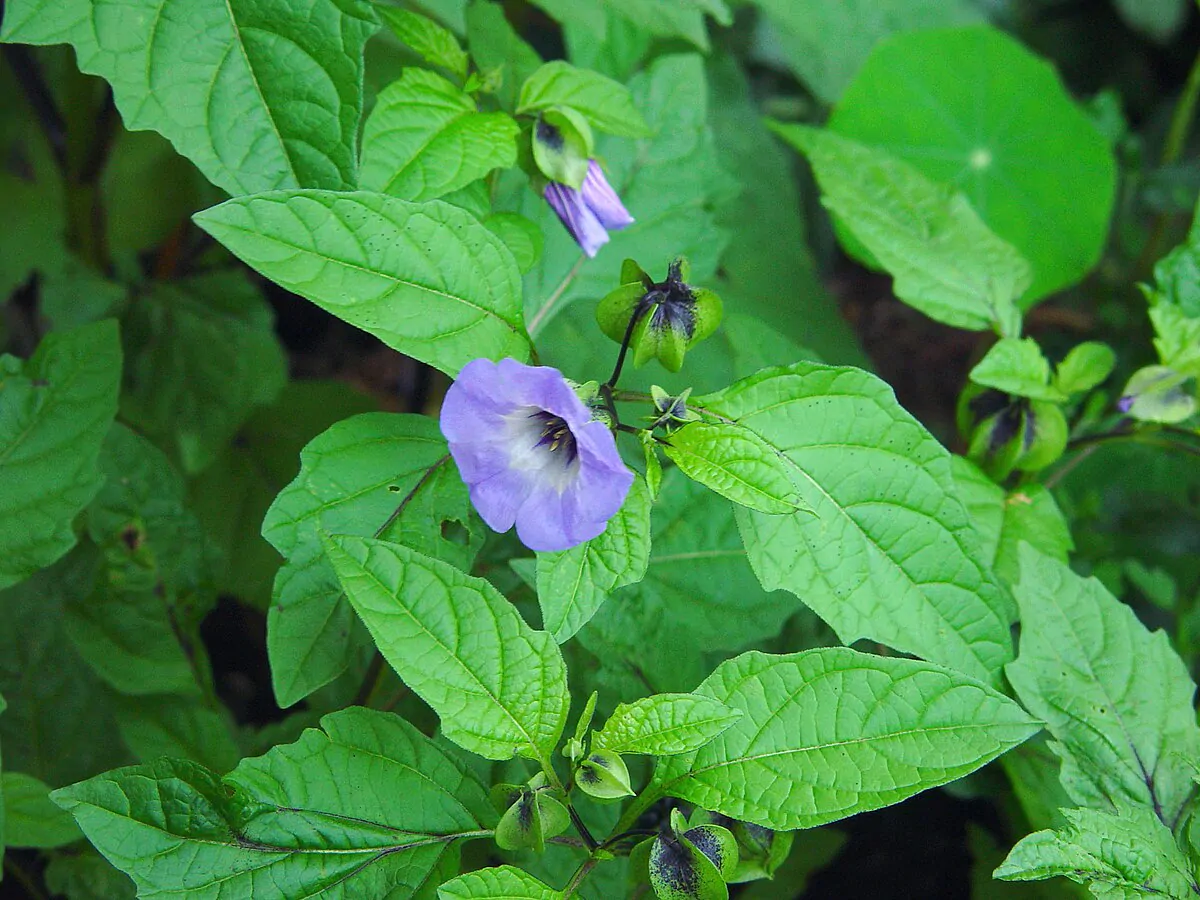 Nicandra physalodes - Apple of Peru, Shoofly Plant - Image 3