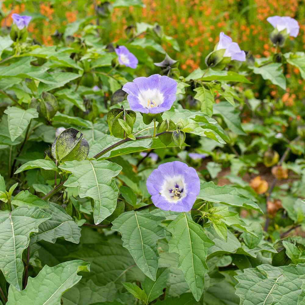 Nicandra physalodes - Apple of Peru, Shoofly Plant - Image 4