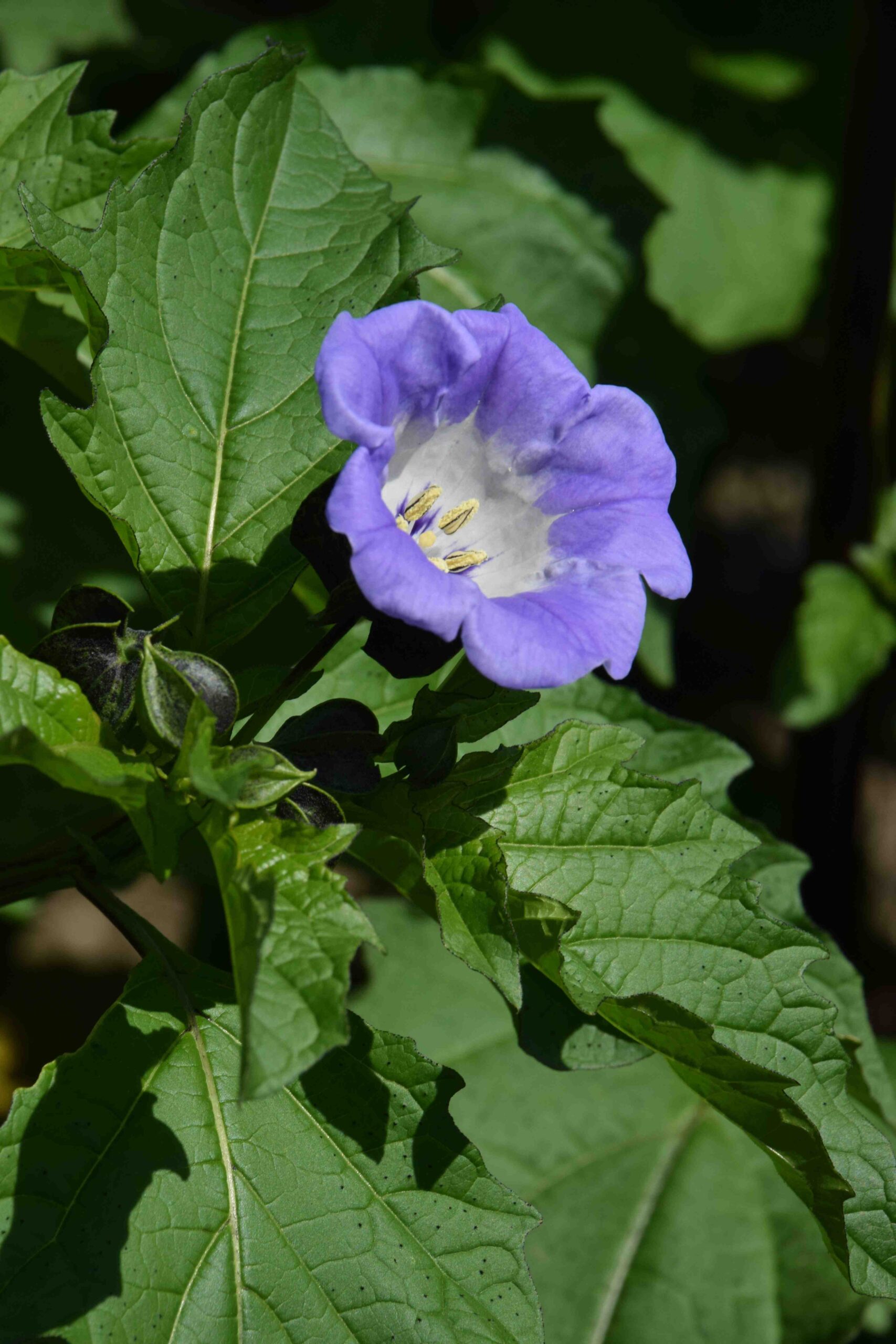 Nicandra physalodes - Apple of Peru, Shoofly Plant - Image 5