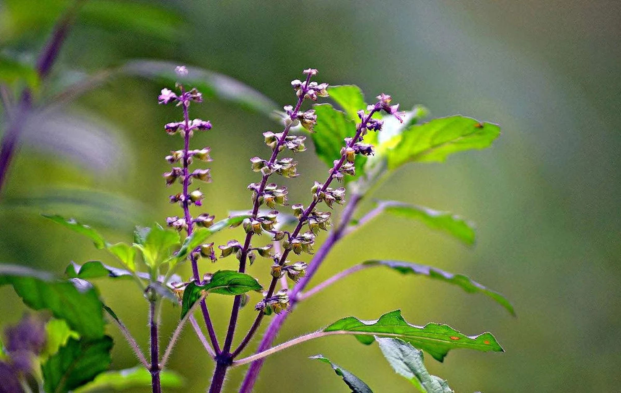Ocimum tenuiflorum 'Green Leaf' / Ocimum sanctum / Geniosporum tenuiflorum - Ayurvedic Herb, Basil Holy Green, Heiliges Basilikum, Holy Basil, Kaprao, Kha Prao, Ling Ling Xiang, Rama Tulsi, Riha, Sri Tulsi, Tulasi, Tulsi