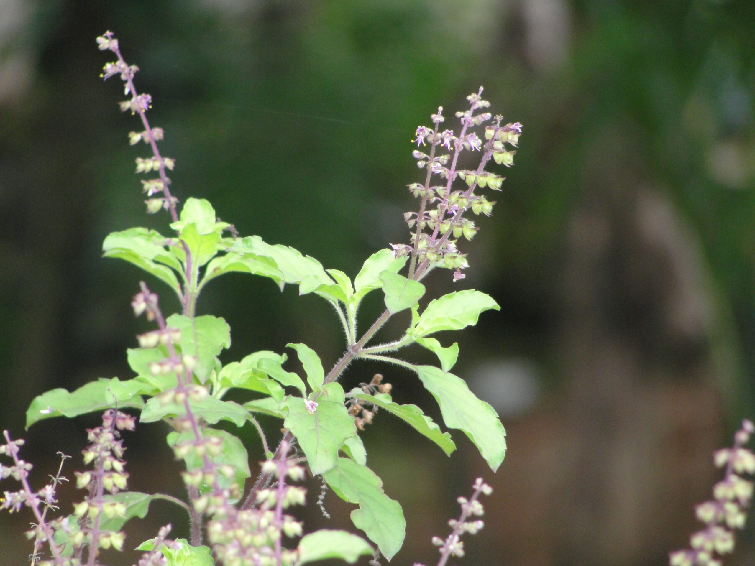 Ocimum tenuiflorum 'Green Leaf' / Ocimum sanctum / Geniosporum tenuiflorum - Ayurvedic Herb, Basil Holy Green, Heiliges Basilikum, Holy Basil, Kaprao, Kha Prao, Ling Ling Xiang, Rama Tulsi, Riha, Sri Tulsi, Tulasi, Tulsi - Image 5