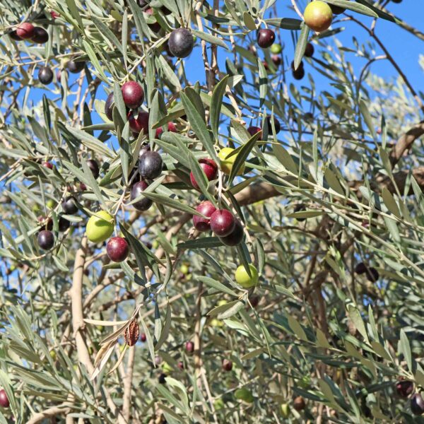 Olea europaea - Olive Tree - Image 3