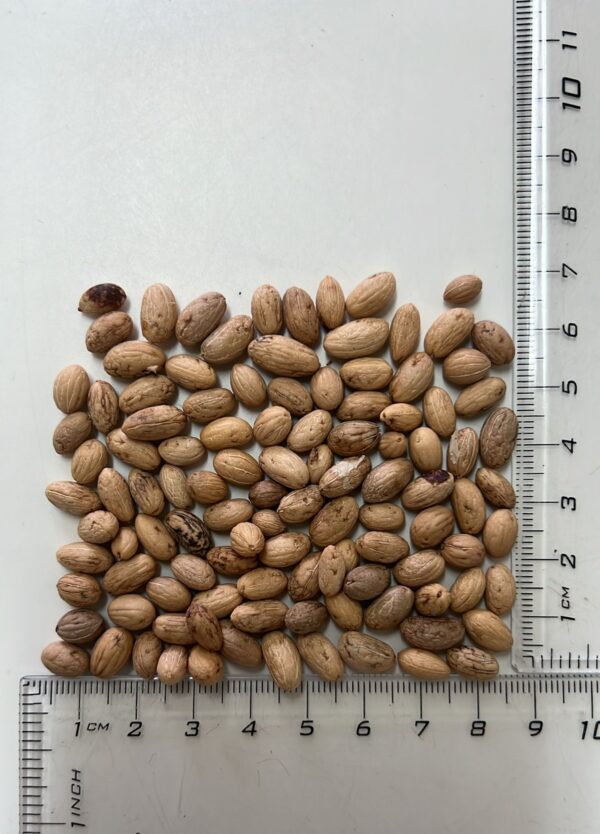 Olea europaea - Olive Tree - Image 7
