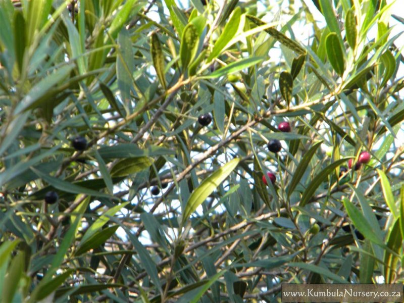 Olea europaea subsp. africana - African Olive, Wild Olive - Image 2