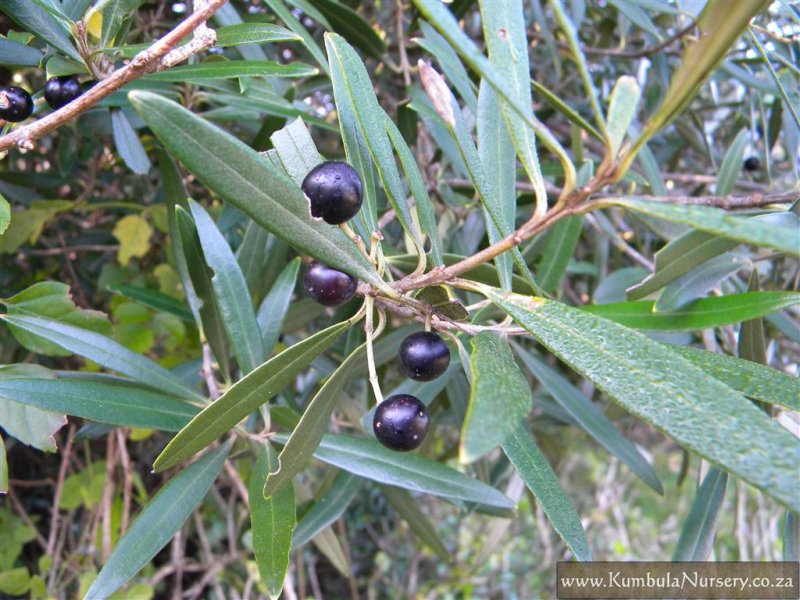 Olea europaea subsp. africana - African Olive, Wild Olive - Image 3