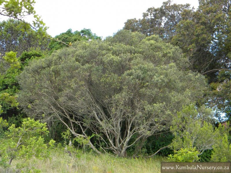 Olea europaea subsp. africana - African Olive, Wild Olive - Image 4