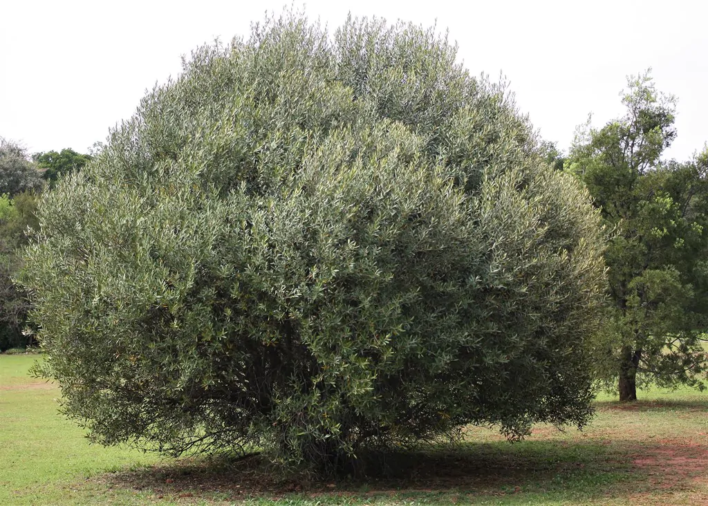 Olea europaea subsp. africana - African Olive, Wild Olive