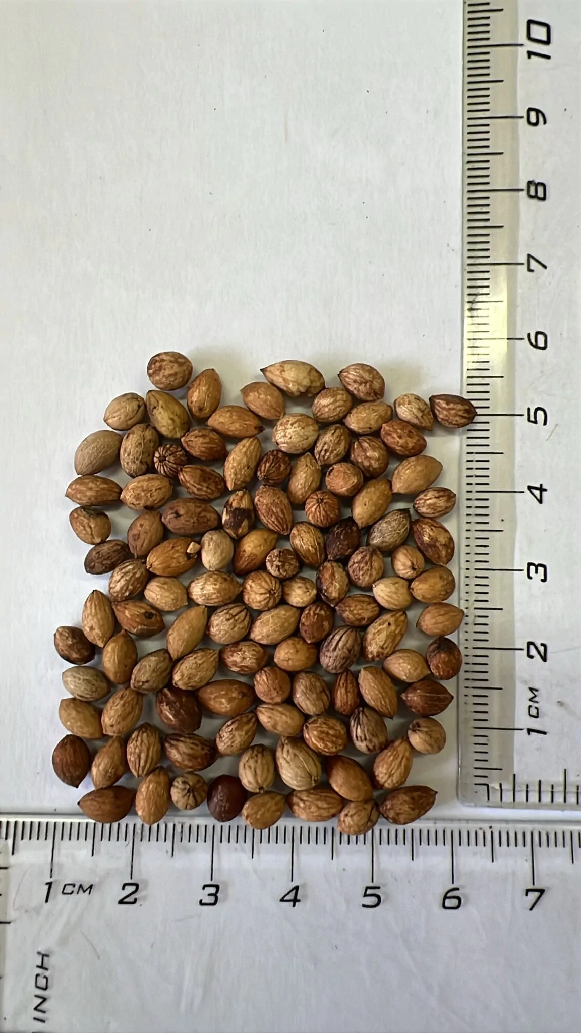 Olea europaea subsp. africana - African Olive, Wild Olive - Image 7