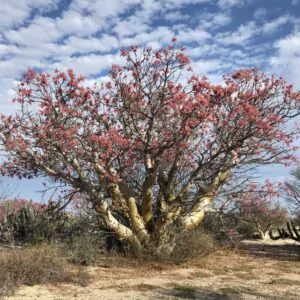 Pachycormus discolor - Baja Elephant Tree, Torote Blanco, Copalquín