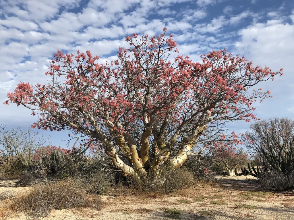 Pachycormus discolor - Baja Elephant Tree, Torote Blanco, Copalquín