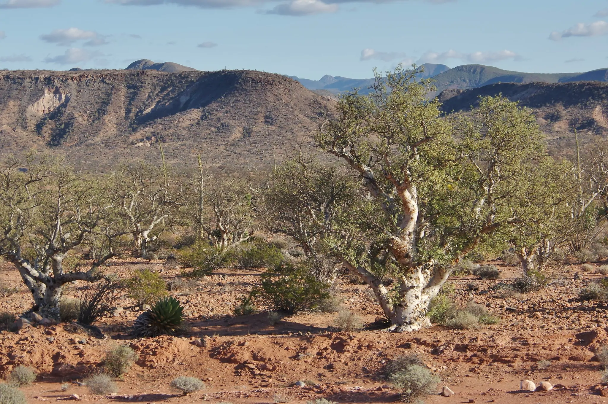 Pachycormus discolor - Baja Elephant Tree, Torote Blanco, Copalquín - Image 2