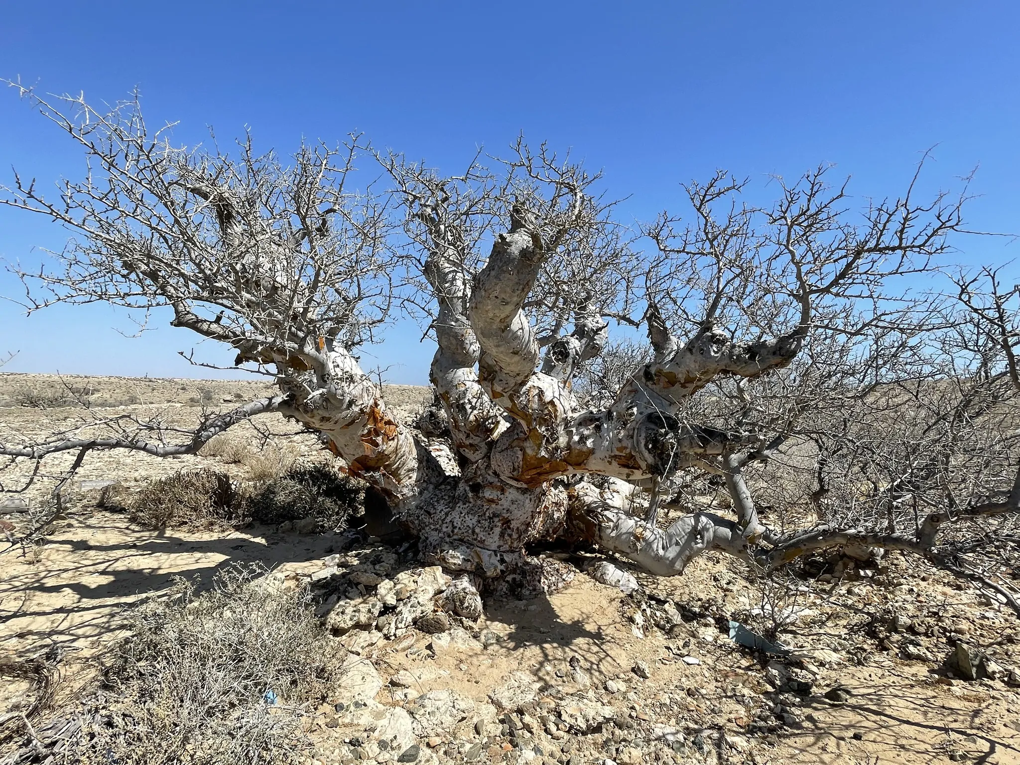 Pachycormus discolor - Baja Elephant Tree, Torote Blanco, Copalquín - Image 5