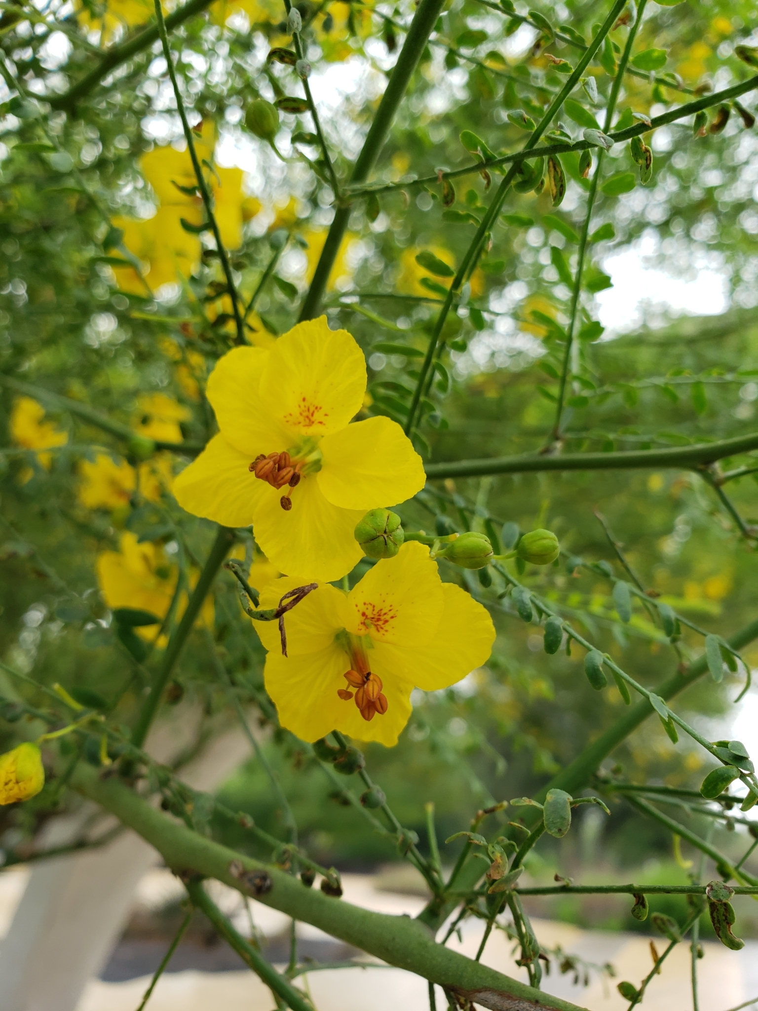 Parkinsonia aculeata / Inga pyriformis / Mimosa pedunculata / Parkia harbesonii / Parkia macropoda - Palo Verde, Mexican Palo Verde, Parkinsonia, Jerusalem Thorn, Jelly Bean Tree, Palo De Rayo, Retama - Image 2