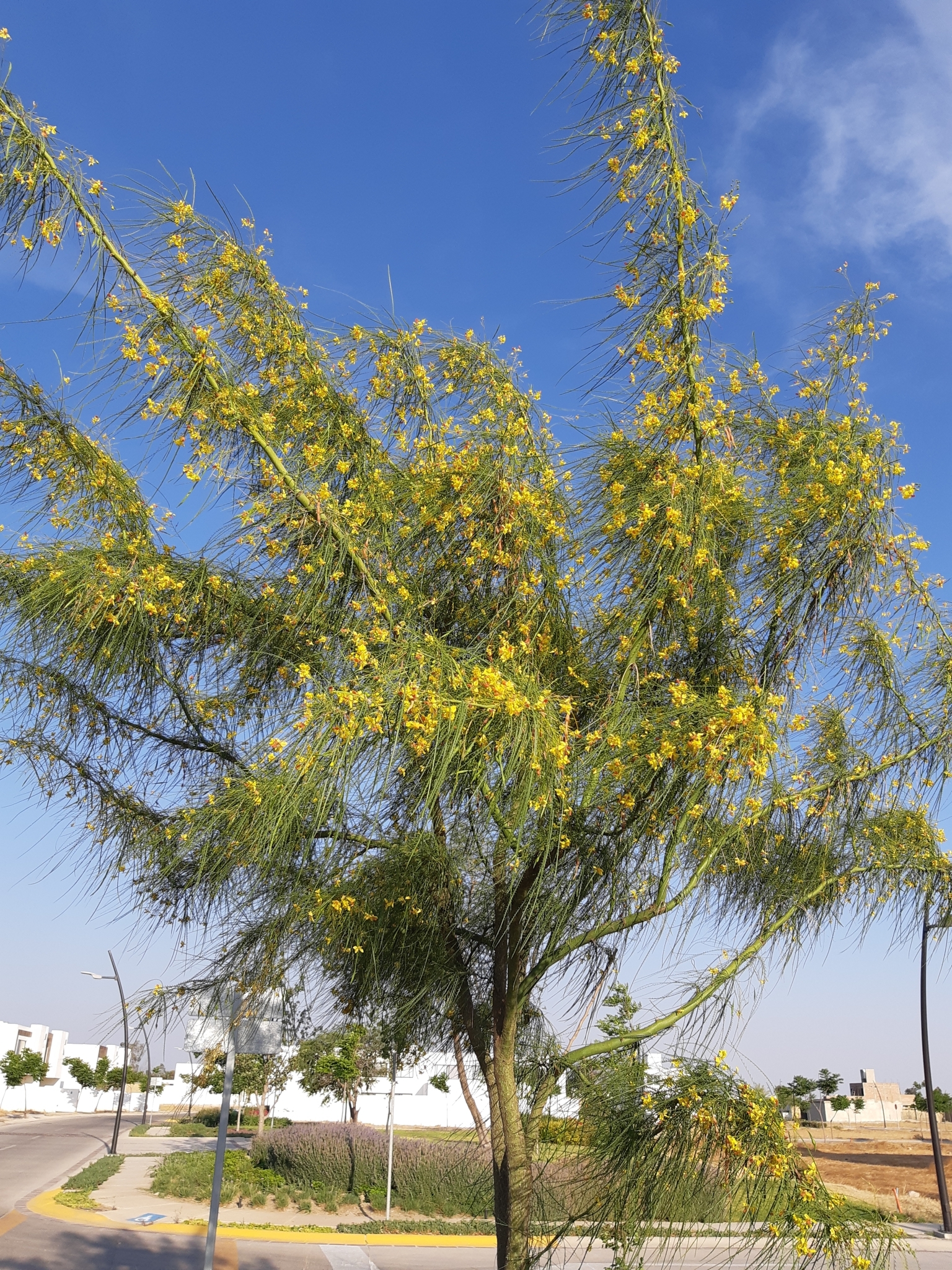 Parkinsonia aculeata / Inga pyriformis / Mimosa pedunculata / Parkia harbesonii / Parkia macropoda - Palo Verde, Mexican Palo Verde, Parkinsonia, Jerusalem Thorn, Jelly Bean Tree, Palo De Rayo, Retama - Image 4