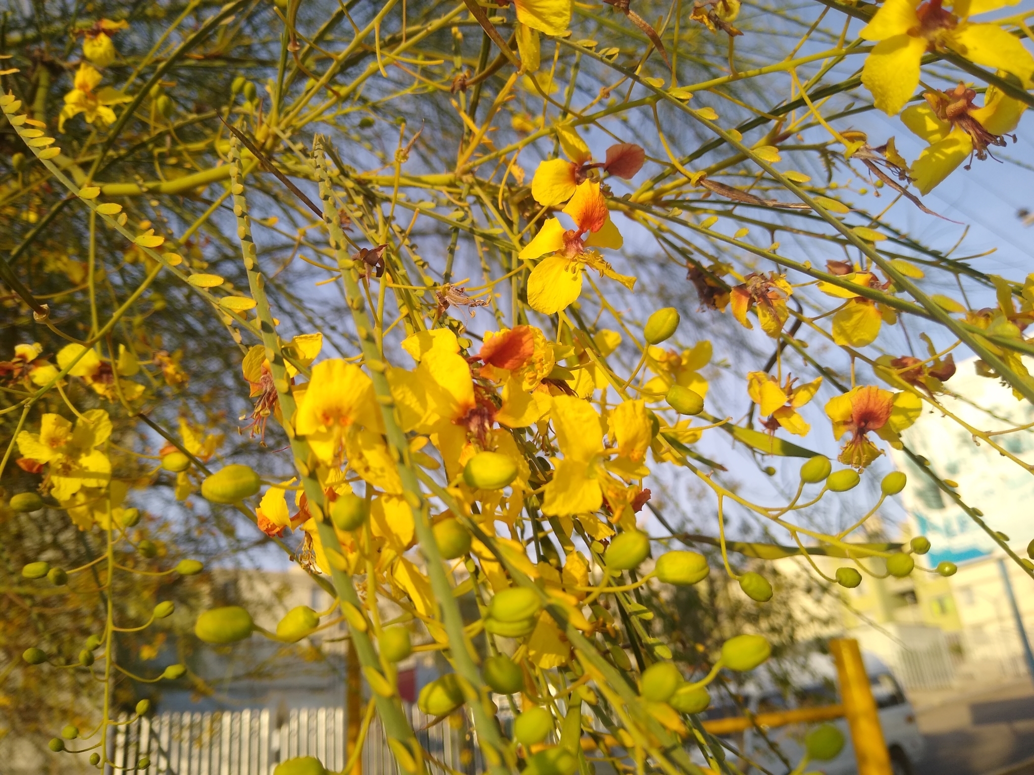 Parkinsonia aculeata / Inga pyriformis / Mimosa pedunculata / Parkia harbesonii / Parkia macropoda - Palo Verde, Mexican Palo Verde, Parkinsonia, Jerusalem Thorn, Jelly Bean Tree, Palo De Rayo, Retama - Image 7