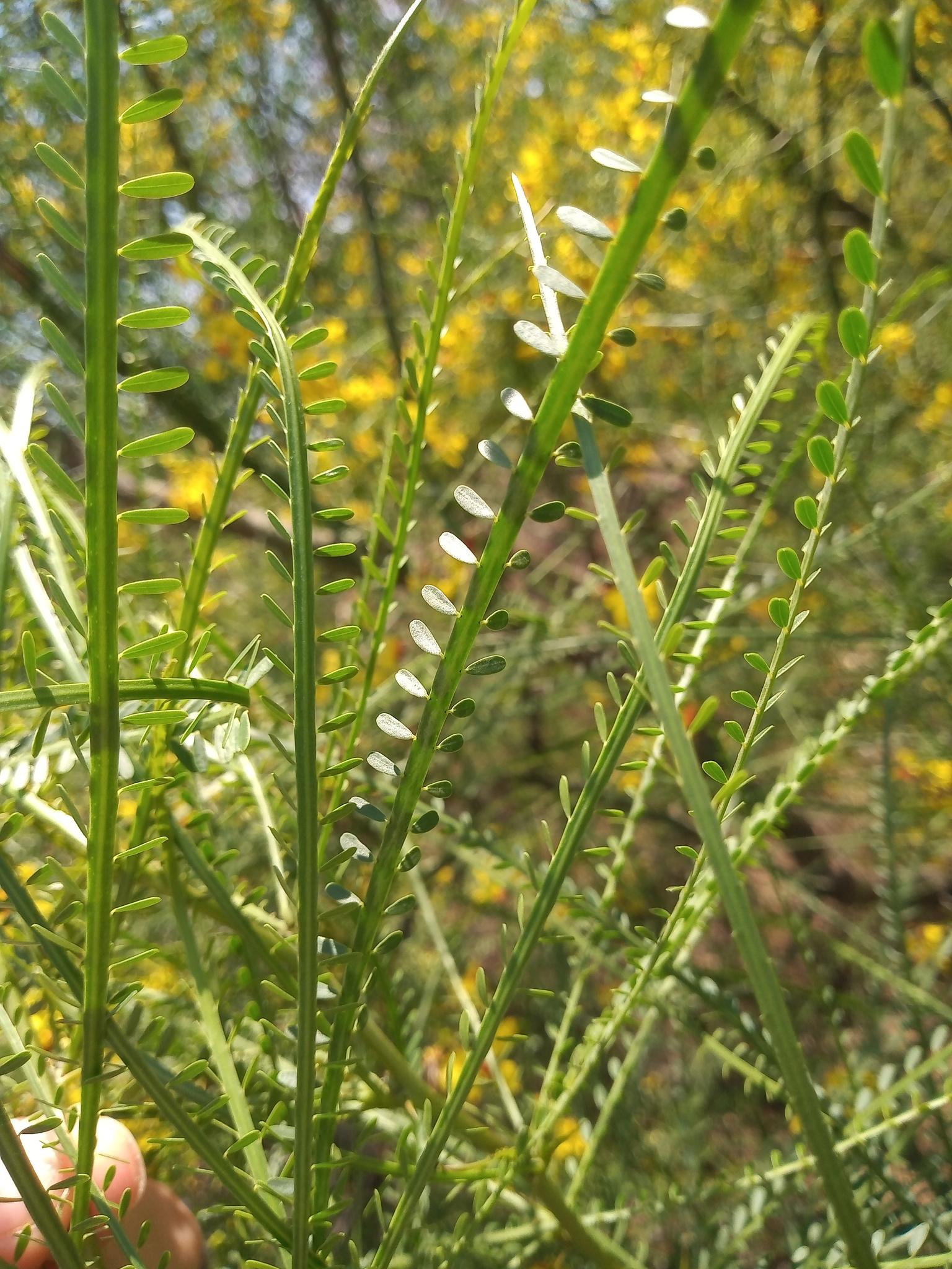 Parkinsonia aculeata / Inga pyriformis / Mimosa pedunculata / Parkia harbesonii / Parkia macropoda - Palo Verde, Mexican Palo Verde, Parkinsonia, Jerusalem Thorn, Jelly Bean Tree, Palo De Rayo, Retama - Image 9