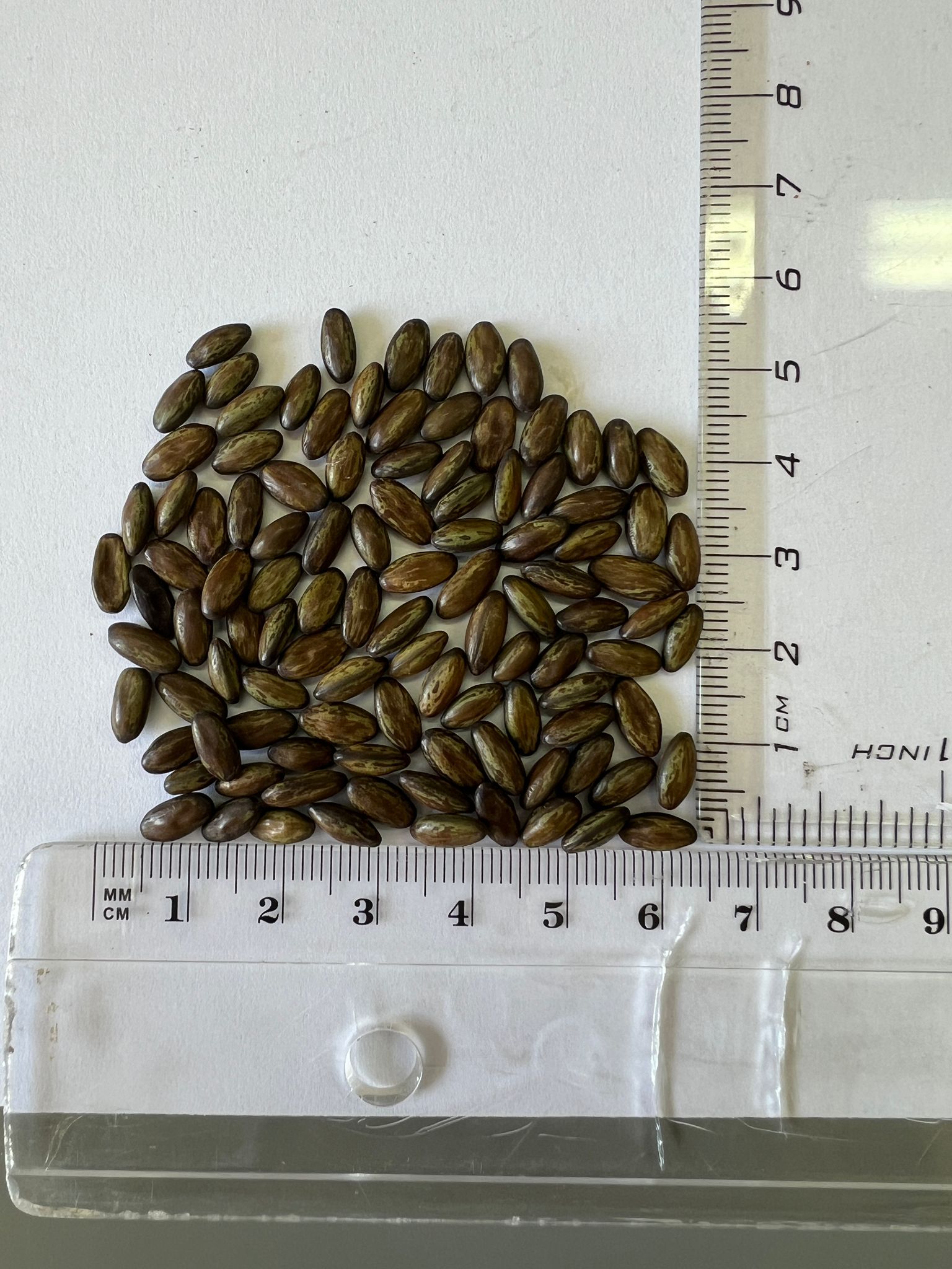 Parkinsonia aculeata / Inga pyriformis / Mimosa pedunculata / Parkia harbesonii / Parkia macropoda - Palo Verde, Mexican Palo Verde, Parkinsonia, Jerusalem Thorn, Jelly Bean Tree, Palo De Rayo, Retama - Image 10