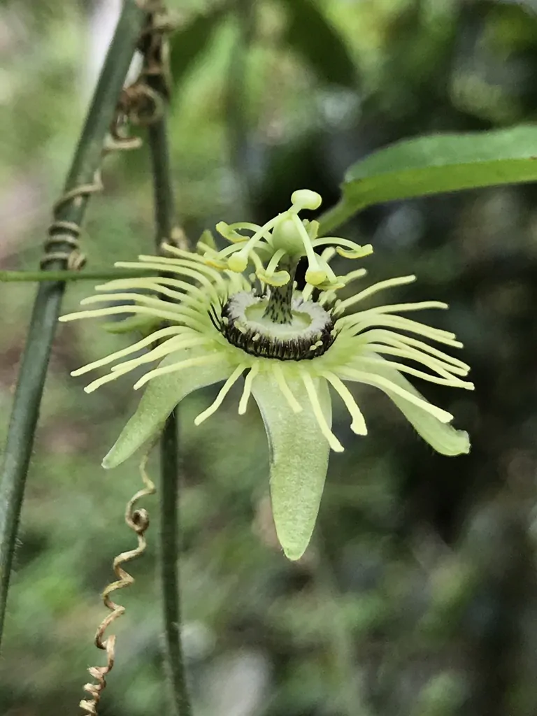 Passiflora Collection - Kit 25 Passionflower Seeds - Passion Fruit Seeds Combo - 5 Seeds from 5 different species - Image 11
