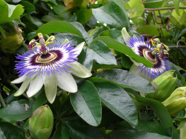 Passiflora edulis f. flavicarpa - Yellow Passion Fruit, Yellow Granadilla, Golden Passion Fruit - Image 12