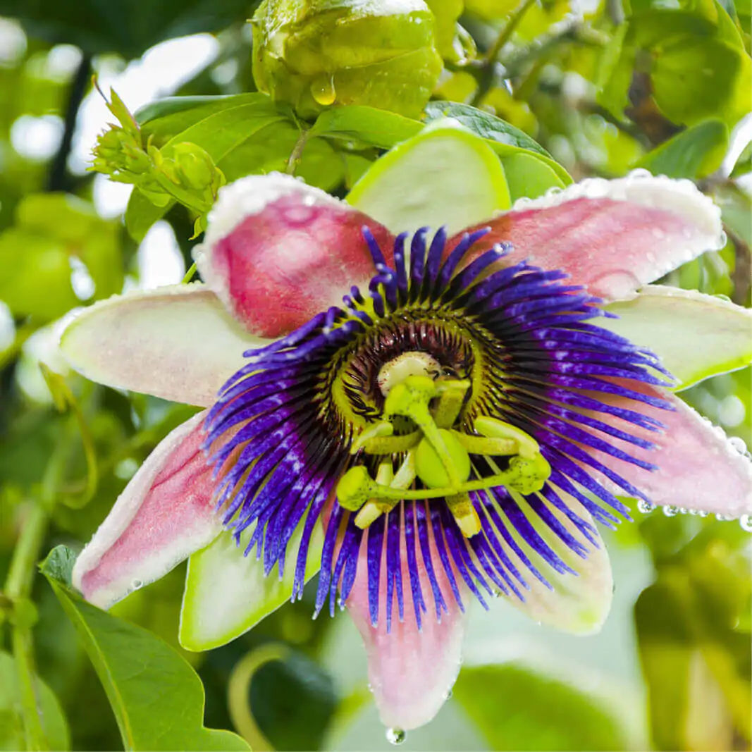 Passiflora edulis 'Tango' - Tango Passionflower Maracuja - Image 6