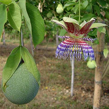 Passiflora maliformis - Passion Fruit Apple, Passionflower Maracuja, Sweet Cave, Sweet Calabash, Conch Apple, Wild Purple Passionfruit, Sweet Cup - Image 2