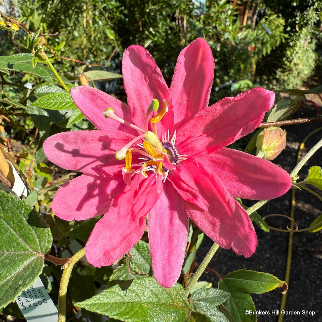Passiflora mollissima / Passiflora tarminiana - Banana Passion Fruit, Passionflower Maracuja, Banana Poka - Image 6