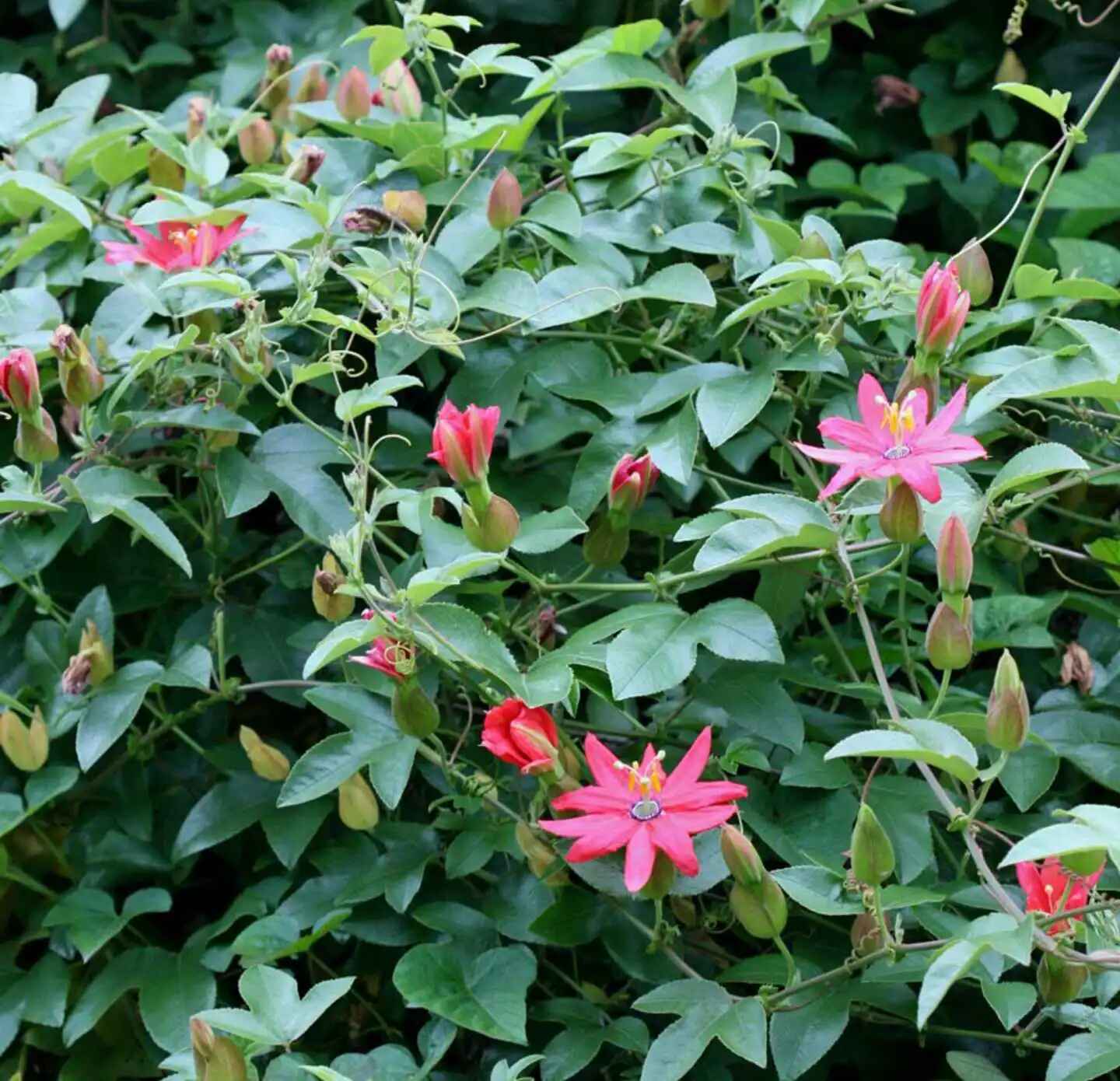Passiflora mollissima / Passiflora tarminiana - Banana Passion Fruit, Passionflower Maracuja, Banana Poka - Image 7