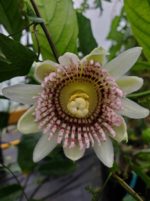 Passiflora nigradenia - Passionflower Maracuja - Image 10