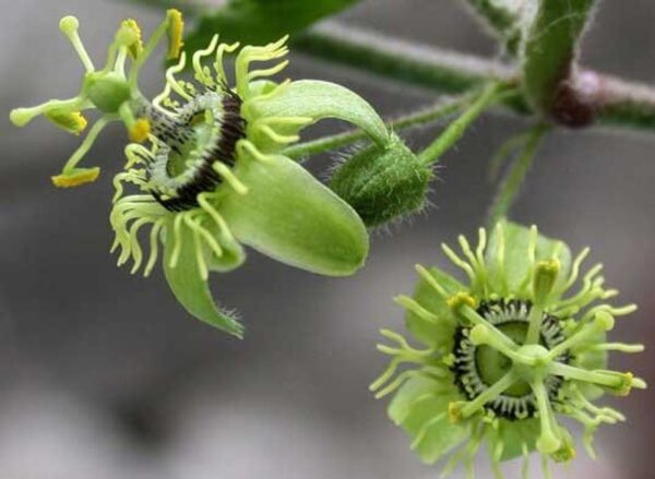 Passiflora suberosa / Passiflora pallida - Corkystem Passionflower, Corky-stem Passion Vine, Cork Bark Passionflower, Indigo Berry