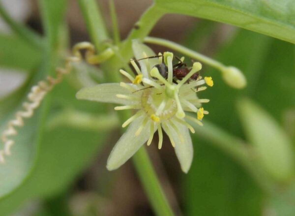 Passiflora suberosa / Passiflora pallida - Corkystem Passionflower, Corky-stem Passion Vine, Cork Bark Passionflower, Indigo Berry - Image 9