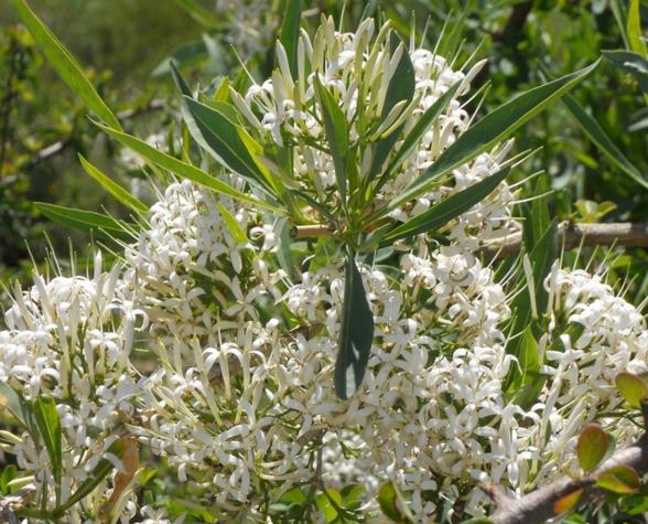 Pavetta lanceolata - Christmas bush, bridal bush, forest brides bush, bridal bush, christmas bush