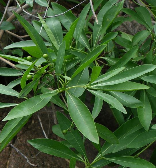 Pavetta lanceolata - Christmas bush, bridal bush, forest brides bush, bridal bush, christmas bush - Image 2