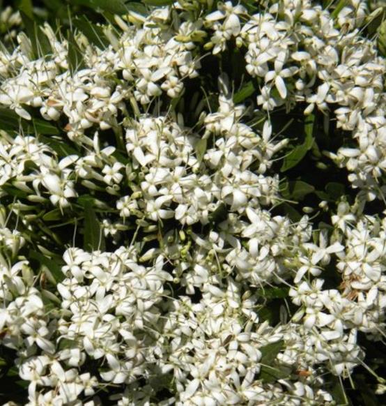 Pavetta lanceolata - Christmas bush, bridal bush, forest brides bush, bridal bush, christmas bush - Image 5