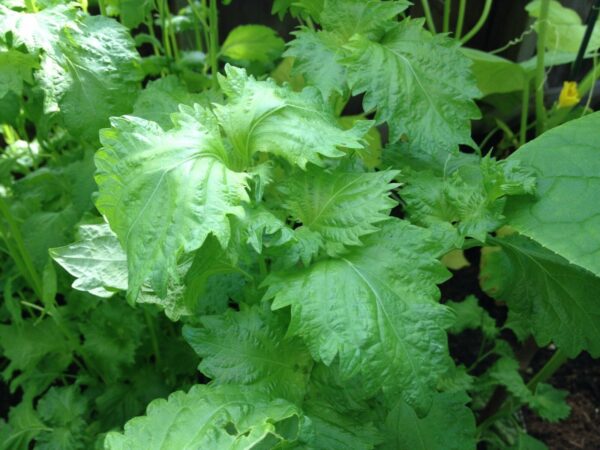 Perilla frutescens - Korean Perilla, Shiso, Deulkkae, Beefsteak Plant